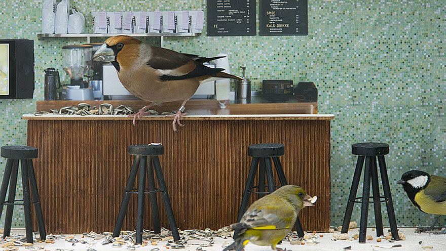 Piip Show: Norwegians Create A Miniature Bird Bar Reality TV Show Piip Show: Norwegians Create A Miniature Bird Bar Reality TV Show