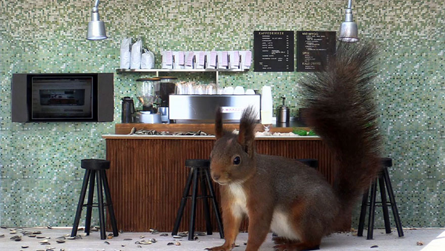 Piip Show: Norwegians Create A Miniature Bird Bar Reality TV Show Piip Show: Norwegians Create A Miniature Bird Bar Reality TV Show