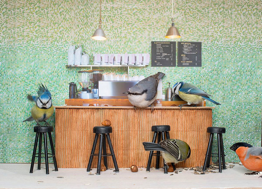 Piip Show: Norwegians Create A Miniature Bird Bar Reality TV Show Piip Show: Norwegians Create A Miniature Bird Bar Reality TV Show