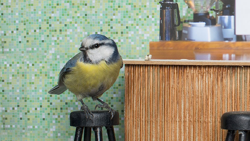 Piip Show: Norwegians Create A Miniature Bird Bar Reality TV Show Piip Show: Norwegians Create A Miniature Bird Bar Reality TV Show