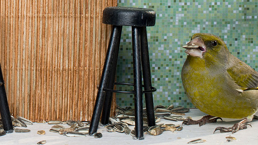 Piip Show: Norwegians Create A Miniature Bird Bar Reality TV Show Piip Show: Norwegians Create A Miniature Bird Bar Reality TV Show
