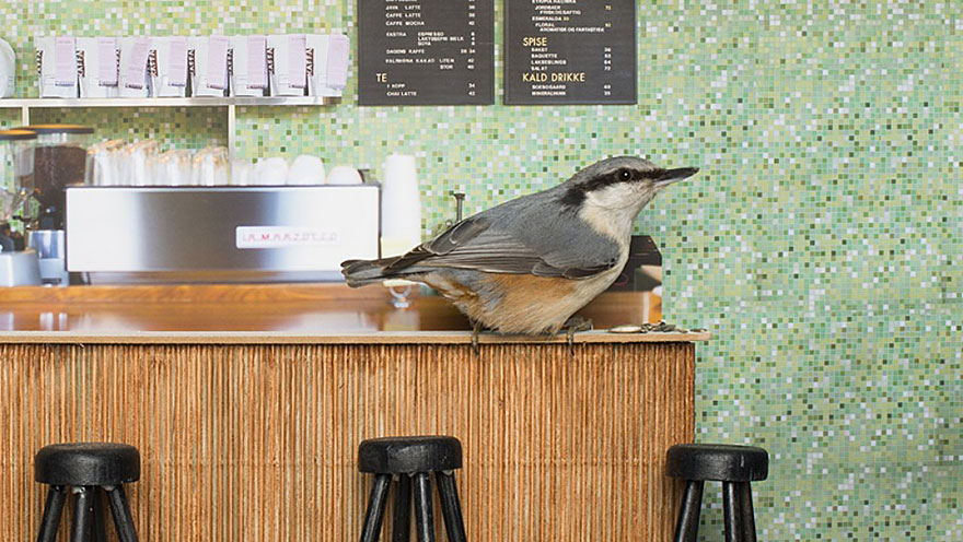 Piip Show: Norwegians Create A Miniature Bird Bar Reality TV Show Piip Show: Norwegians Create A Miniature Bird Bar Reality TV Show