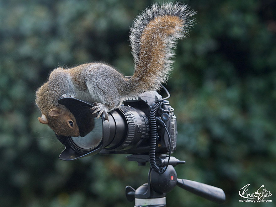 Adorable Pictures Of Curious Squirrels By British Photographer Max Ellis