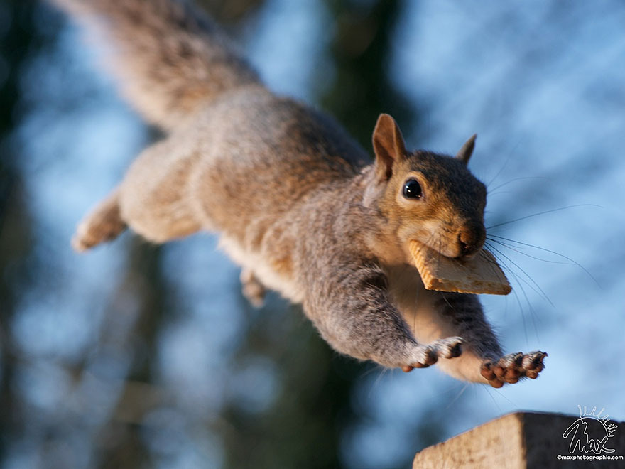 Adorable Pictures Of Curious Squirrels By British Photographer Max Ellis