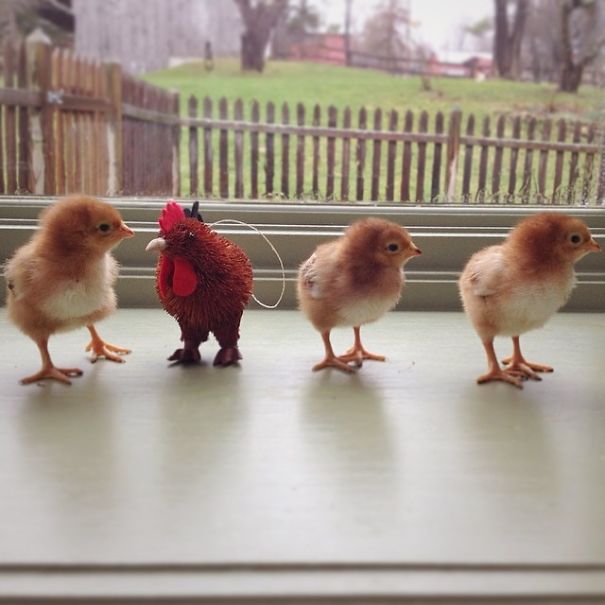 Adorable Instagram Account Will Give You Your #dailydoseofchick