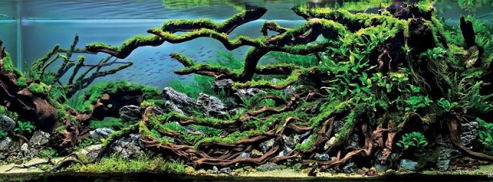 Incredible Aquariums Incredible Aquariums