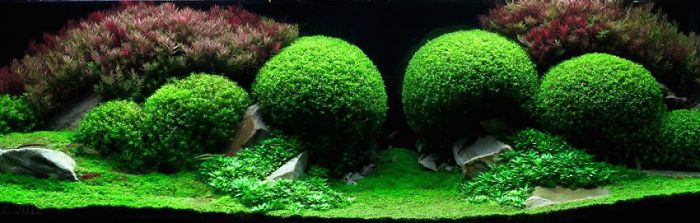 Incredible Aquariums Incredible Aquariums
