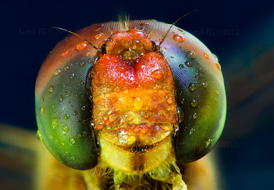 Aliens On Earth: Unbelievable Macro Portraits Of Insects By Donald Jusa