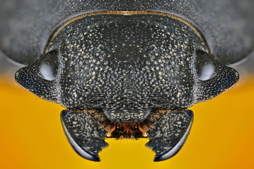 Aliens On Earth: Unbelievable Macro Portraits Of Insects By Donald Jusa