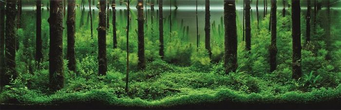 Incredible Aquariums Incredible Aquariums
