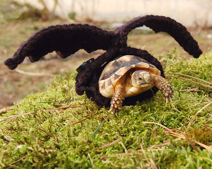 Artist Crochets Adorable Tortoise Cozies
