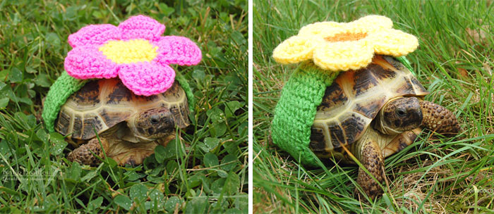 Artist Crochets Adorable Tortoise Cozies
