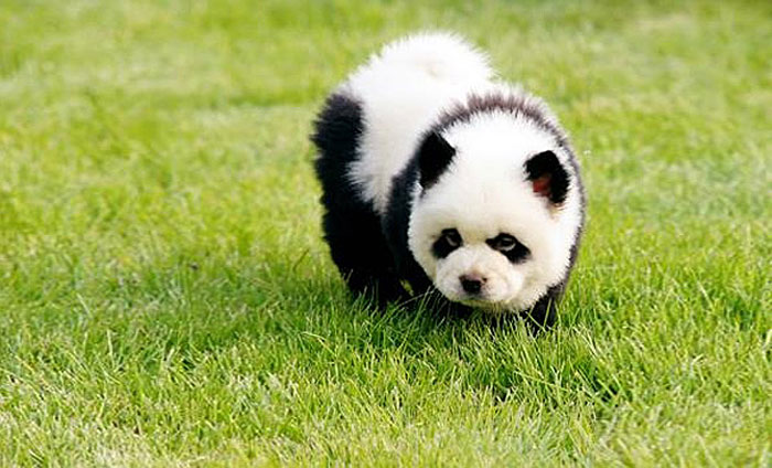 These Chow Chows That Look Like Pandas Are The Latest Hit In China