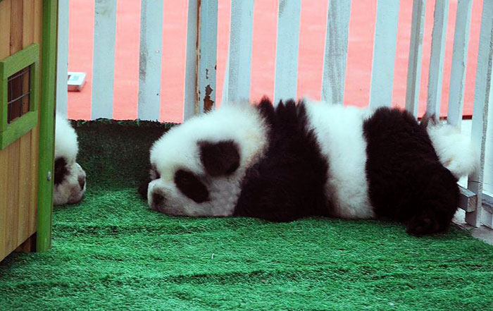These Chow Chows That Look Like Pandas Are The Latest Hit In China