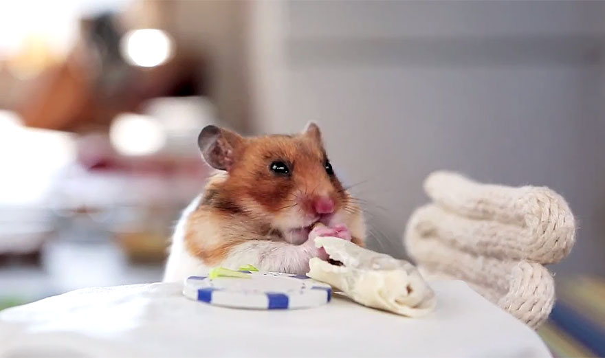 cute-hamsters-eating-tiny-burritos-2