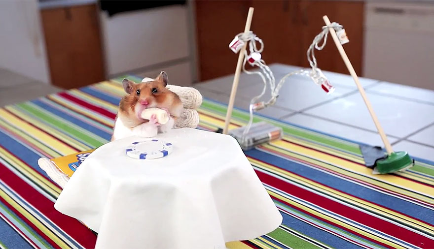 cute-hamsters-eating-tiny-burritos-4