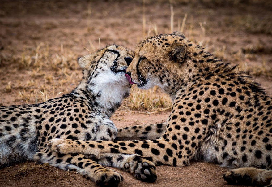 15 Adorable Pictures Of Animals Kissing