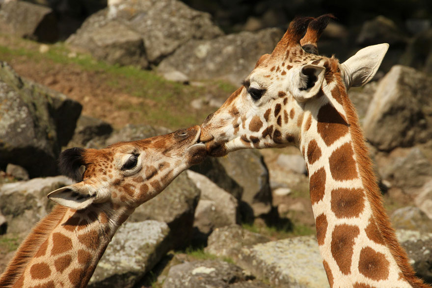 15 Adorable Pictures Of Animals Kissing
