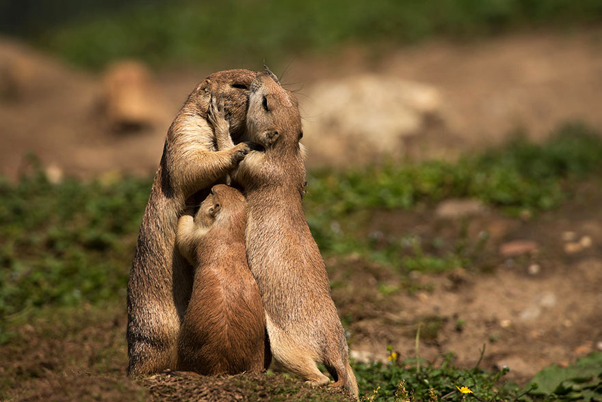 15 Adorable Pictures Of Animals Kissing | Bored Panda