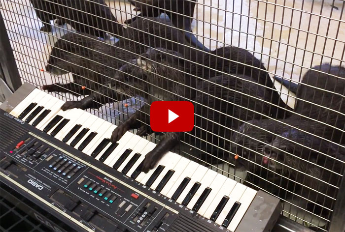 See What Happens When The U.S. National Zoo Gives Their Otters An Electric Keyboard