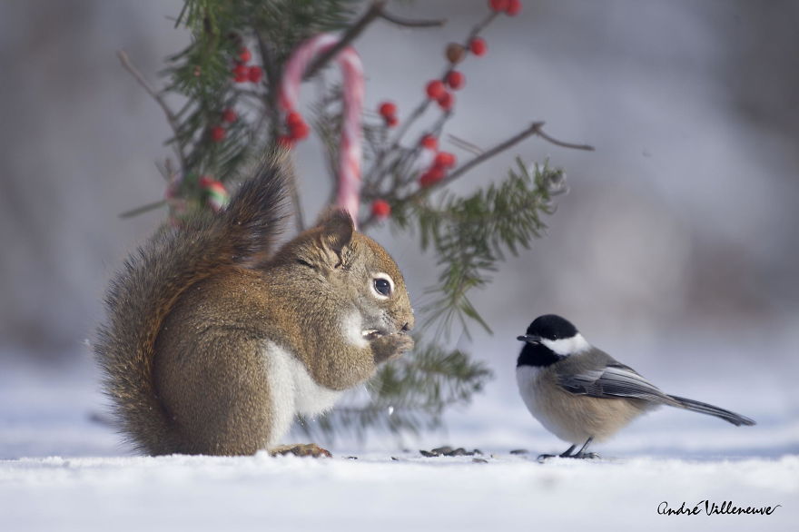 Photographer Captures Adorable Squirrels And Titmice Eating Together