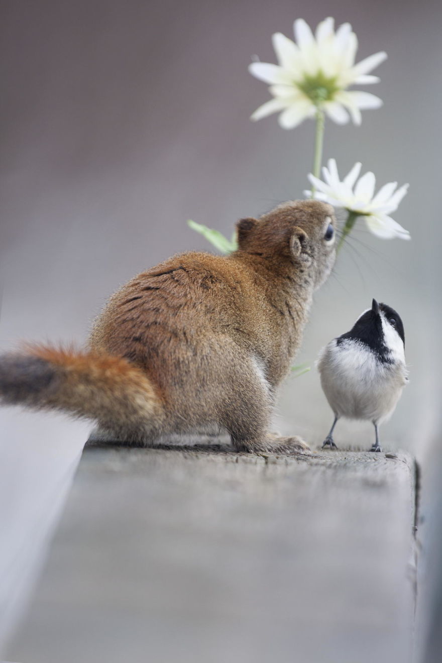Photographer Captures Adorable Squirrels And Titmice Eating Together
