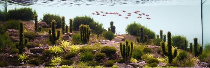 Incredible Aquariums Incredible Aquariums