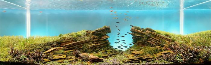 Incredible Aquariums Incredible Aquariums