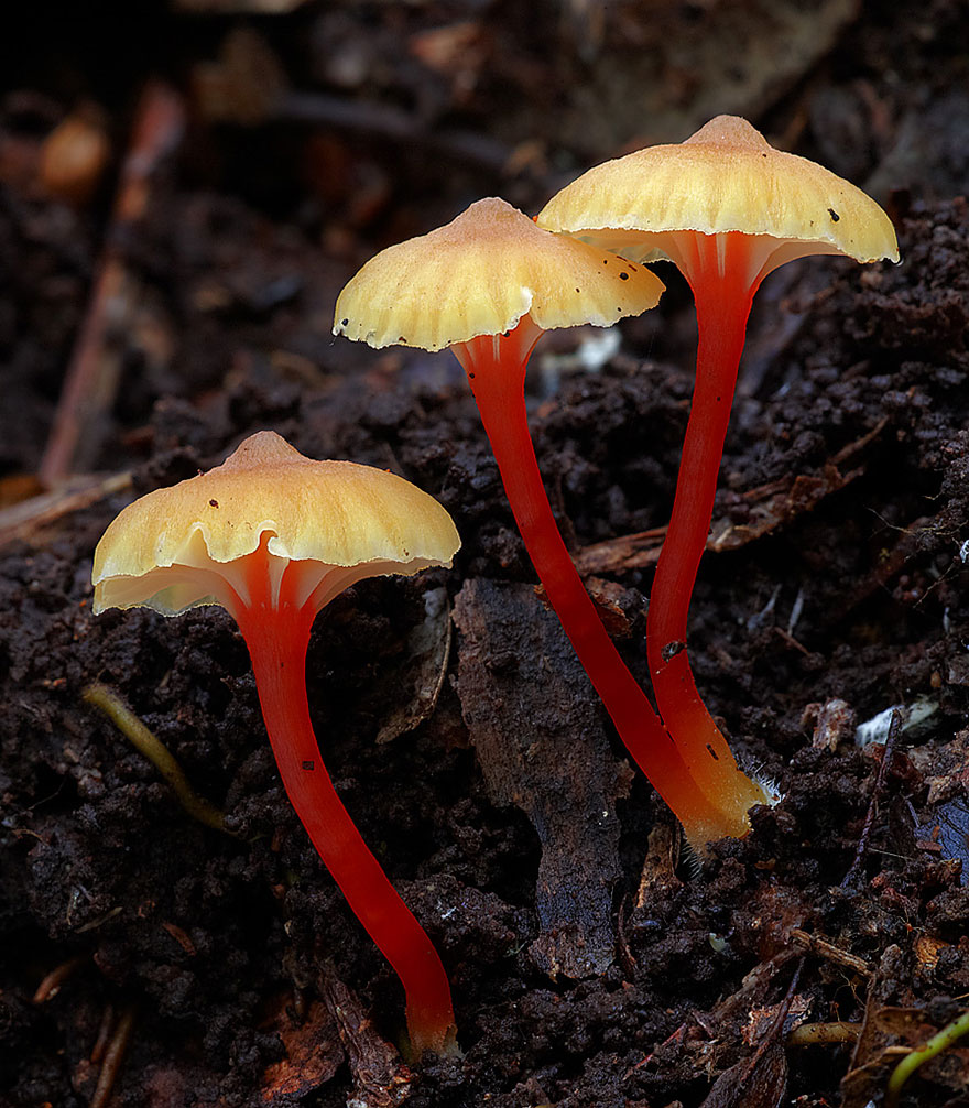 The Magical World Of Mushrooms In Macro Photography By Steve Axford
