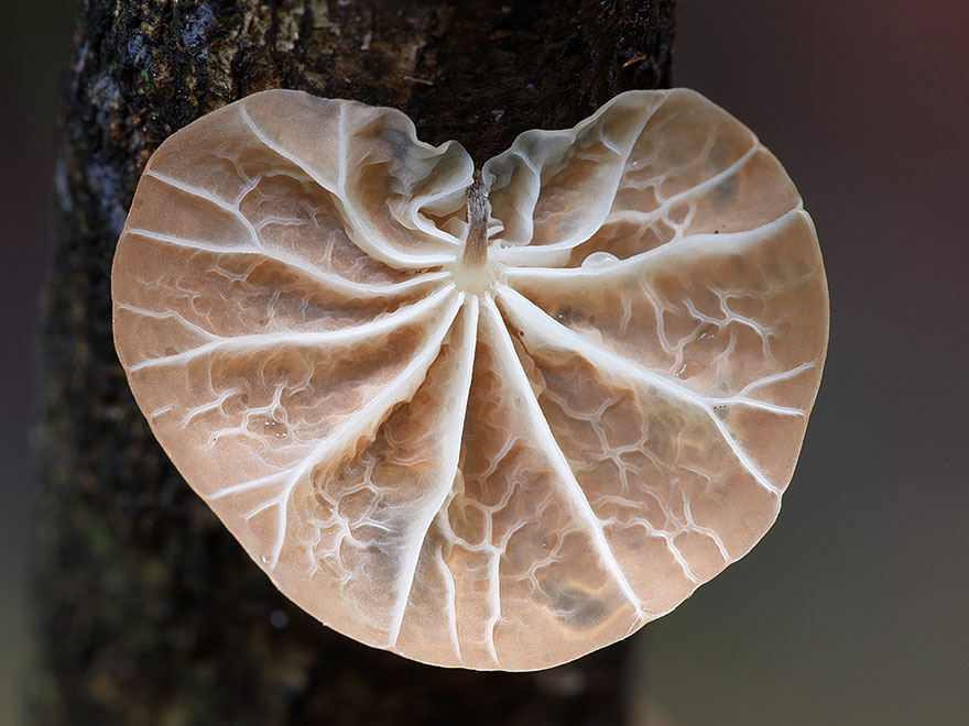 The Magical World Of Mushrooms In Macro Photography By Steve Axford