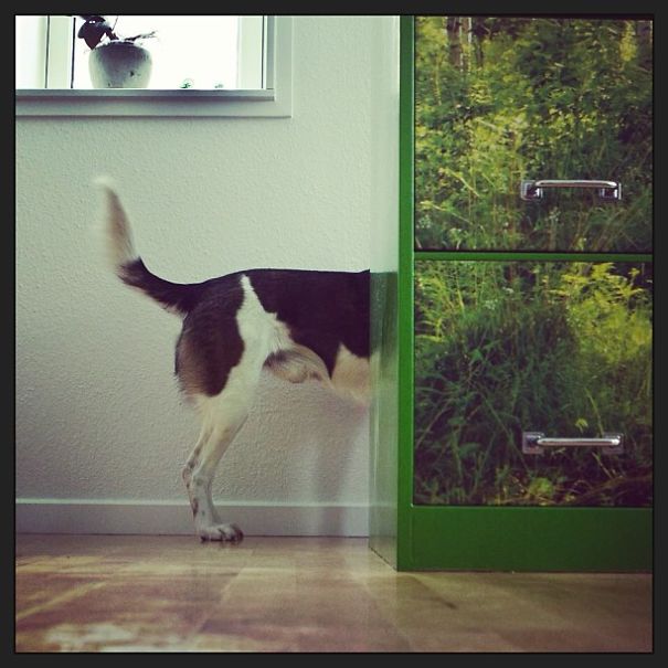 The Secret Life Of Nuka The Dog The Secret Life Of Nuka The Dog