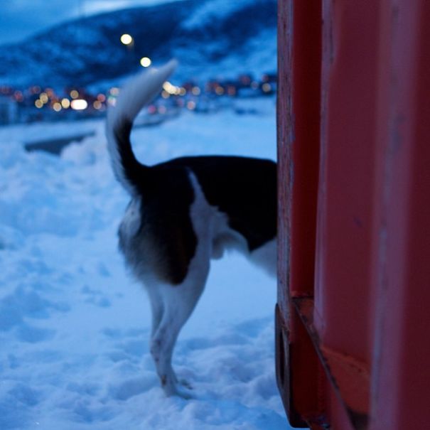 The Secret Life Of Nuka The Dog The Secret Life Of Nuka The Dog