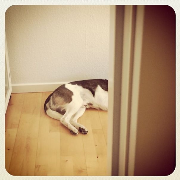 The Secret Life Of Nuka The Dog The Secret Life Of Nuka The Dog