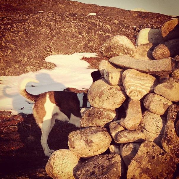 The Secret Life Of Nuka The Dog The Secret Life Of Nuka The Dog