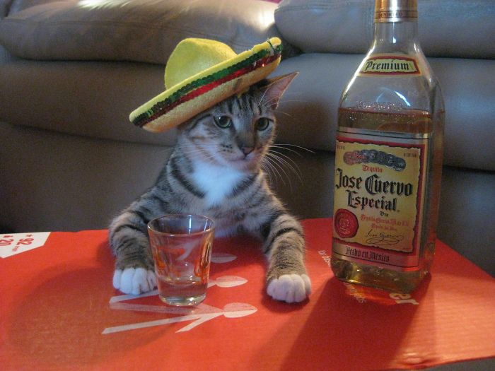 Cat Drinking Tequila