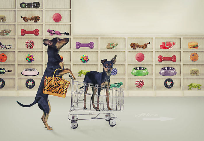 8 Retro Dogs Photo Manipulations