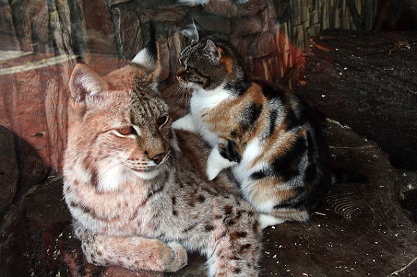 Cat Sneaks Into A Zoo And Becomes Friends With A Lynx