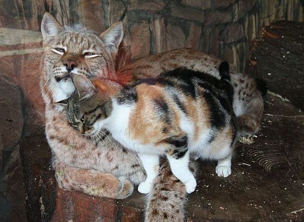 Cat Sneaks Into A Zoo And Becomes Friends With A Lynx