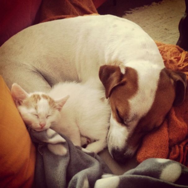 Male Dog Nurses Stray Kittens Like A Mom