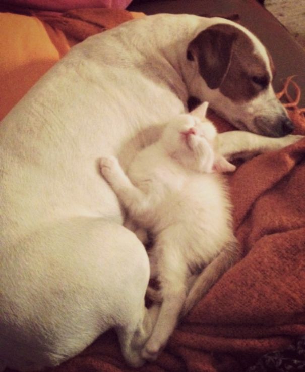 Male Dog Nurses Stray Kittens Like A Mom