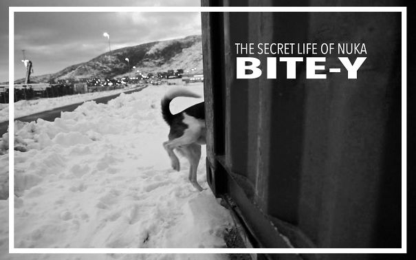 The Secret Life Of Nuka The Dog The Secret Life Of Nuka The Dog