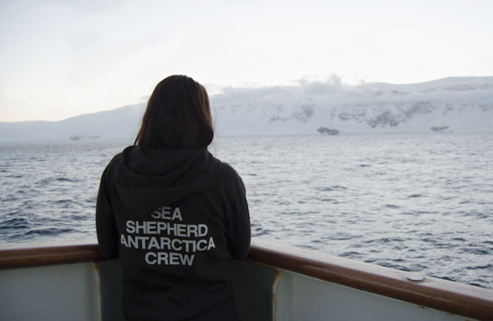 16 Pictures Of Elissa Sursara Saving Whales In Antarctica