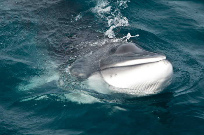 16 Pictures Of Elissa Sursara Saving Whales In Antarctica