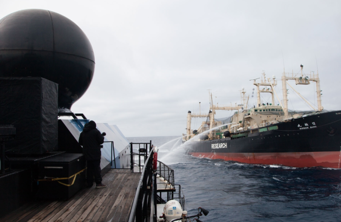 16 Pictures Of Elissa Sursara Saving Whales In Antarctica