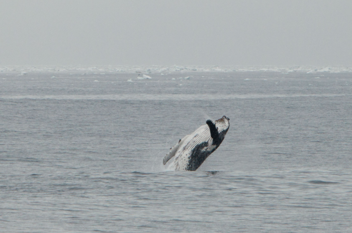 16 Pictures Of Elissa Sursara Saving Whales In Antarctica