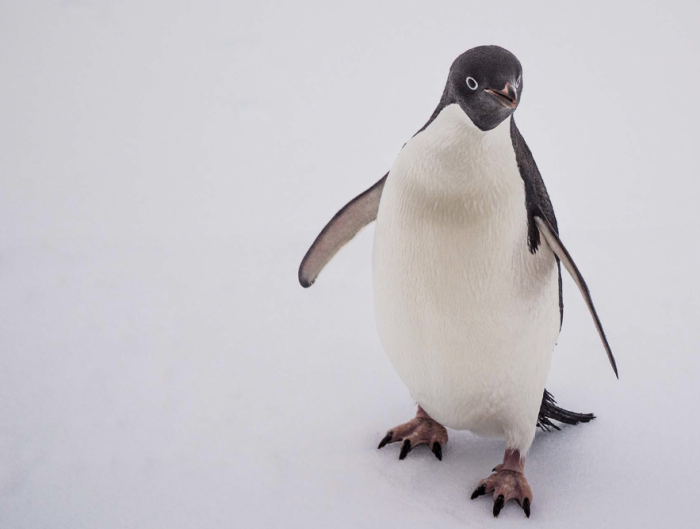 16 Pictures Of Elissa Sursara Saving Whales In Antarctica
