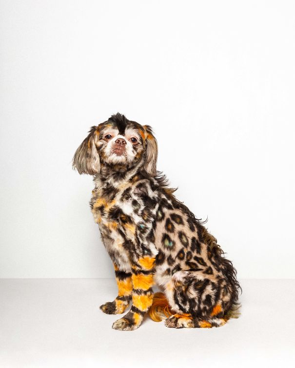 21 Creatively Groomed Dogs To Make You Smile