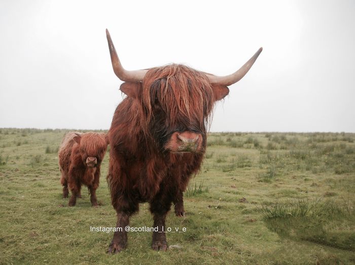 Highland Cows - Isle Of Mull / Credit: Stephanie Gauthier