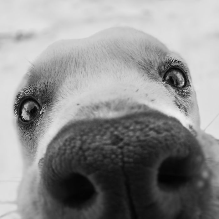 Curious Dog Sniffing The Camera