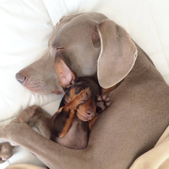 Harlow And Sage - The Cutest Pair Ever